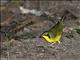 Kentucky Warbler (Oporornis formosus)