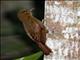 Ruddy Woodcreeper (Dendrocincla homochroa)