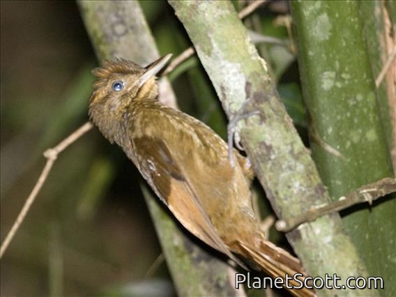 Tawny-winged Woodcreeper (Dendrocincla anabatina)