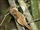 Tawny-winged Woodcreeper (Dendrocincla anabatina)