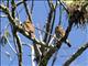 Ferruginous Pygmy-Owl (Glaucidium brasilianum)