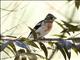 Rose-breasted Grosbeak (Pheucticus ludovicianus) - Male Nonbreeding