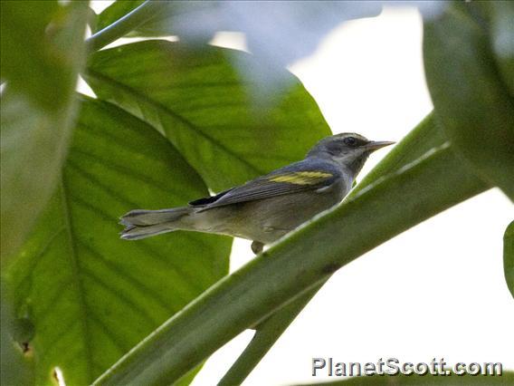 Golden-winged Warbler (Vermivora chrysoptera)