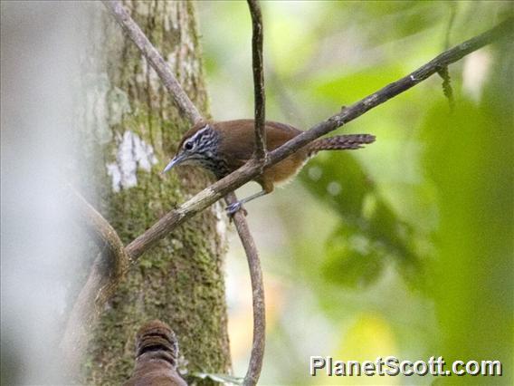 Spot-breasted Wren (Pheugopedius maculipectus)