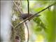 Spot-breasted Wren (Thryothorus maculipectus)