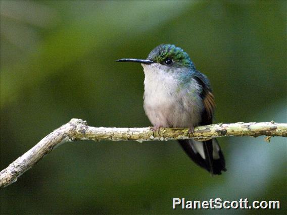 Stripe-tailed Hummingbird (Eupherusa eximia)