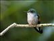 Stripe-tailed Hummingbird (Eupherusa eximia) - Female