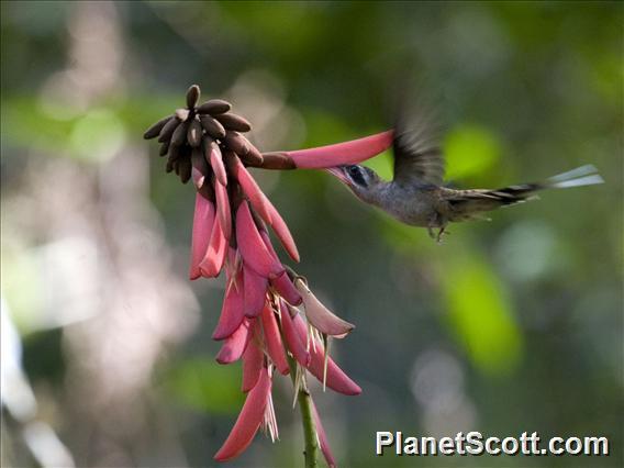 Long-billed Hermit (Phaethornis longirostris)