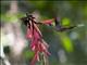 Long-billed Hermit (Phaethornis longirostris)