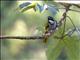 Black-headed Saltator (Saltator atriceps)