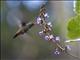 Rufous-tailed Hummingbird (Amazilia tzacatl)