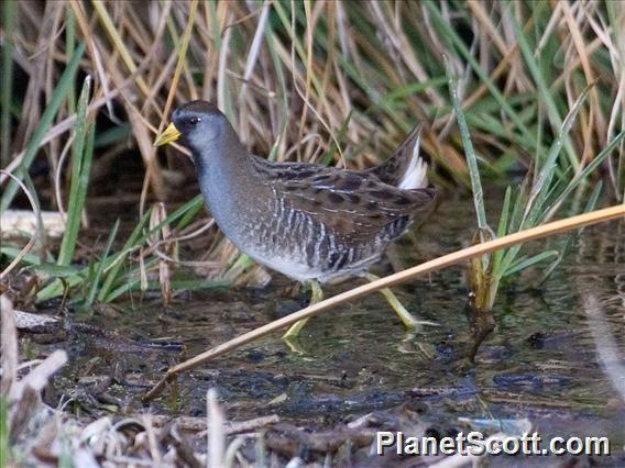 Sora (Porzana carolina)