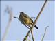 Yellow-winged Tanager (Thraupis abbas)