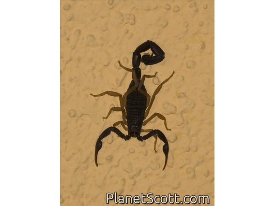 Bark Scorpion (Centruroides sp)