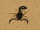 Bark Scorpion (Centruroides sp)