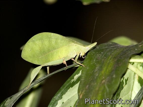 Leaf Katydid (Aegimia sp)
