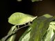 Leaf Katydid (Aegimia cultrifera)