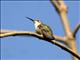 Ruby-throated Hummingbird (Archilochus colubris)