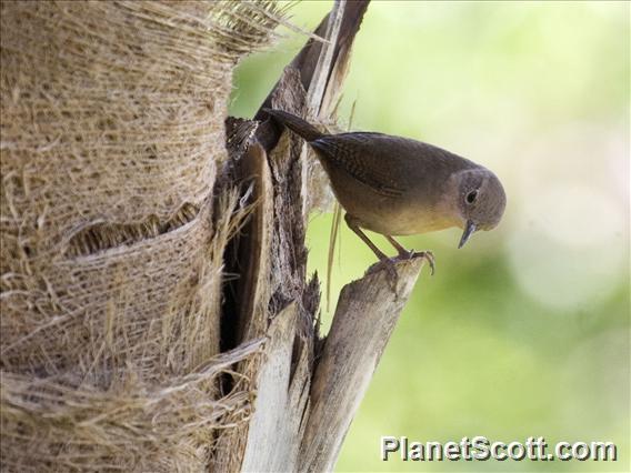 Southern House Wren (Troglodytes musculus)