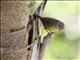 Southern House Wren (Troglodytes musculus)