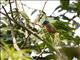 Painted Bunting (Passerina ciris)