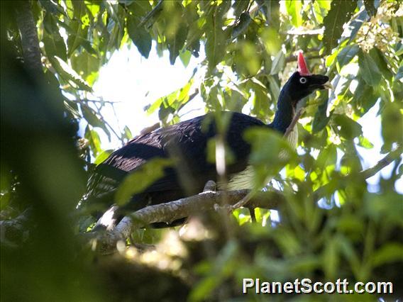 Horned Guan (Oreophasis derbianus)