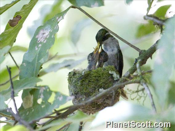 Green-throated Mountain-gem (Lampornis viridipallens)