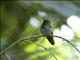 Emerald-chinned Hummingbird (Abeillia abeillei)