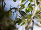 Azure-rumped Tanager (Tangara cabanisi)