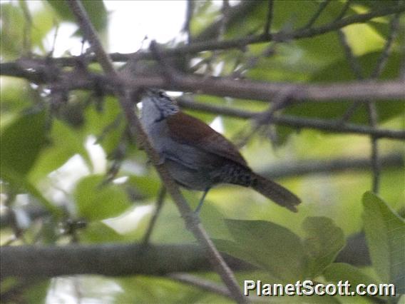 Rufous-and-white Wren (Thryophilus rufalbus)