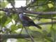 Rufous-and-white Wren (Thryothorus rufalbus)