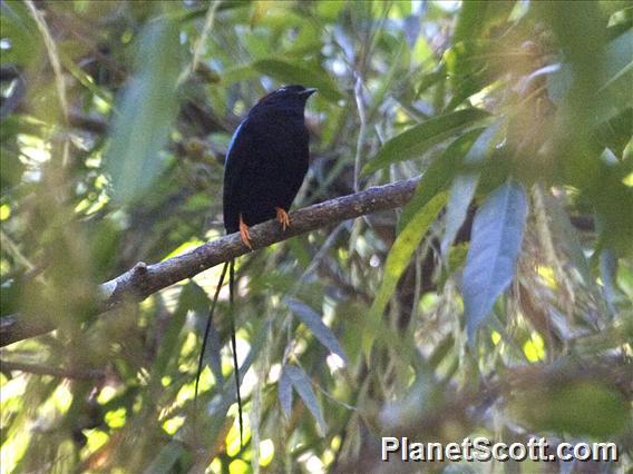 Long-tailed Manakin (Chiroxiphia linearis)