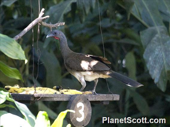 White-bellied Chachalaca (Ortalis leucogastra)