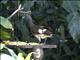 White-bellied Chachalaca (Ortalis leucogastra)