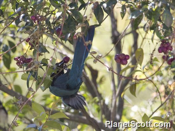 Bushy-crested Jay (Cyanocorax melanocyaneus)