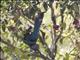 Bushy-crested Jay (Cyanocorax melanocyaneus)