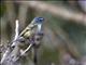 Blue-headed Vireo (Vireo solitarius)