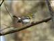 Yellow-throated Vireo (Vireo flavifrons)