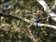 Turquoise-browed Motmot (Eumomota superciliosa)