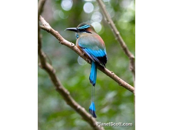 Turquoise-browed Motmot (Eumomota superciliosa)