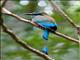 Turquoise-browed Motmot (Eumomota superciliosa)