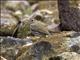 Ovenbird (Seiurus aurocapillus)