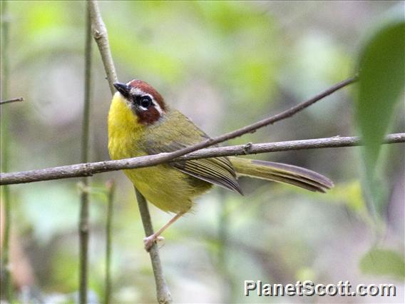 Chestnut-capped Warbler (Basileuterus delattrii)