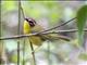 Chestnut-capped Warbler (Basileuterus delattrii)