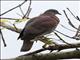 Pale-vented Pigeon (Columba cayennensis)