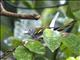 Chestnut-sided Warbler (Dendroica pensylvanica)