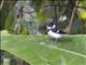 White-collared Seedeater (Sporophila torqueola moreletti) - Male