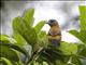 Scarlet-rumped Tanager (Ramphocelus passerinii) - Female