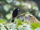 Scarlet-rumped Tanager (Ramphocelus passerinii)