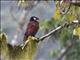 Montezuma Oropendola (Gymnostinops montezuma)